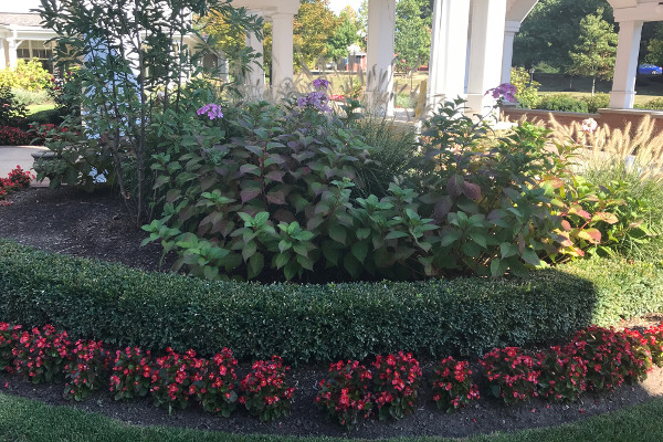 Plant landscaping ideas